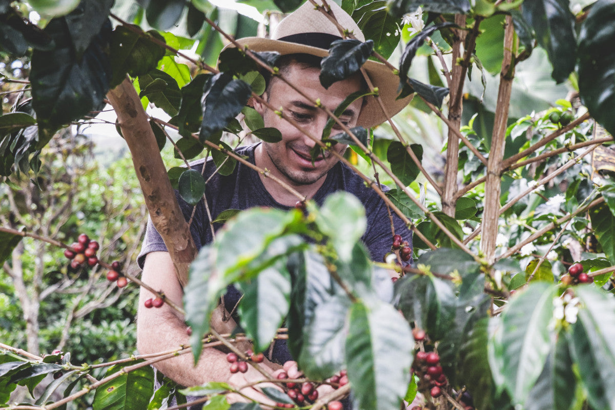 Diego Samuel Bermúdez recogiendo cerezas de café en su finca el paraíso en Colombia 
