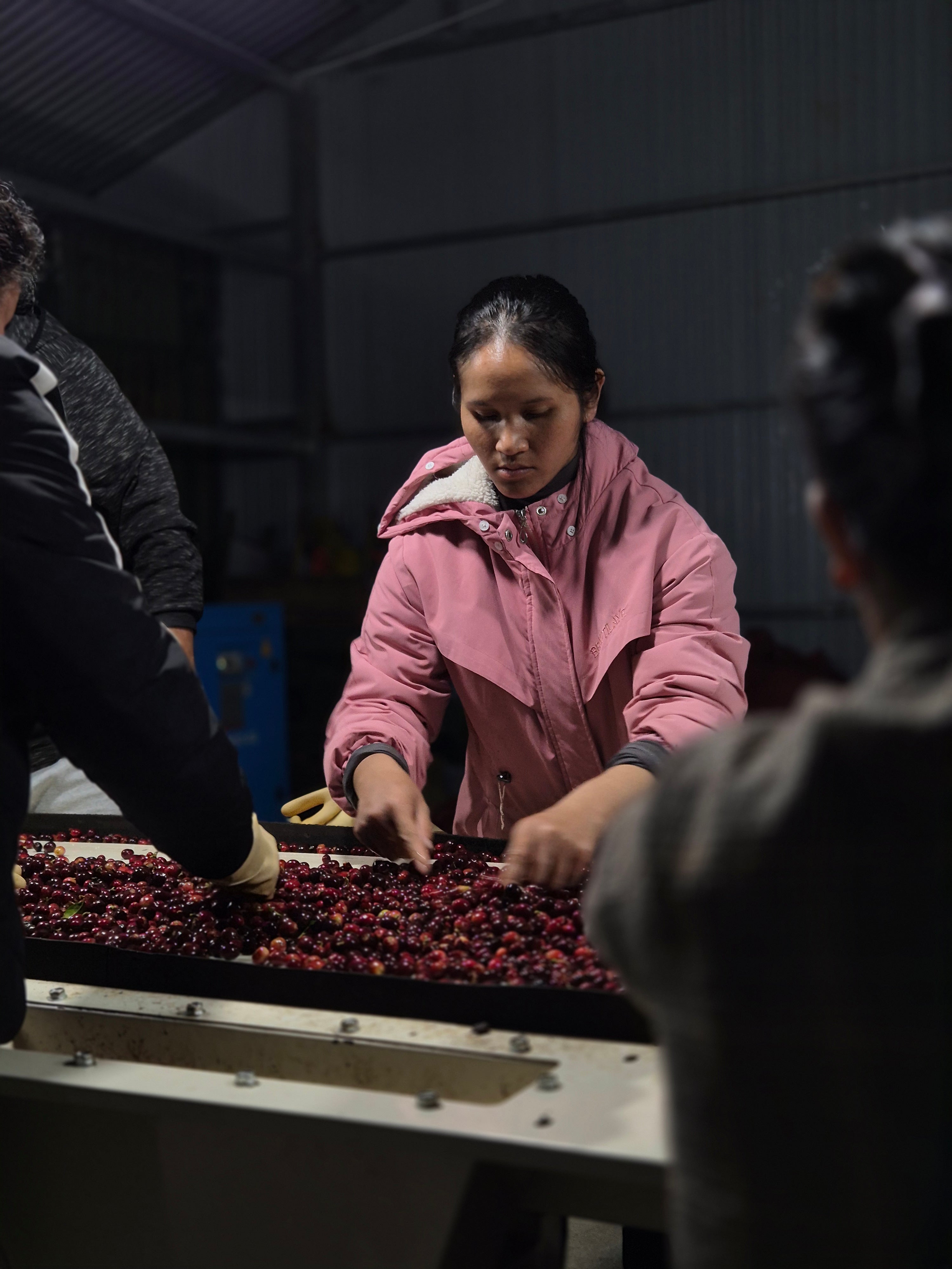 Agricultora de Vietnam seleccionando cerezas de café en la finca mua he en la región de dalat 