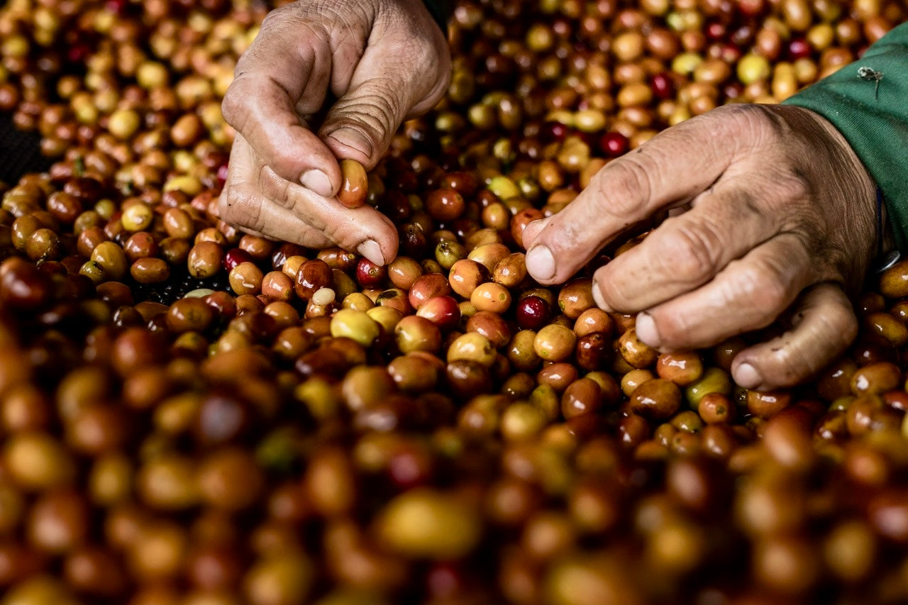 Clasificación y limpieza de cerezas de café en Colombia, finca el placer 