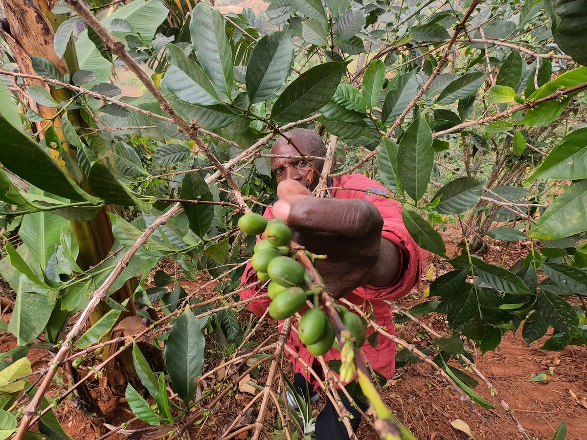 Mutambu Hill. Café de Burundi. – Kima Coffee