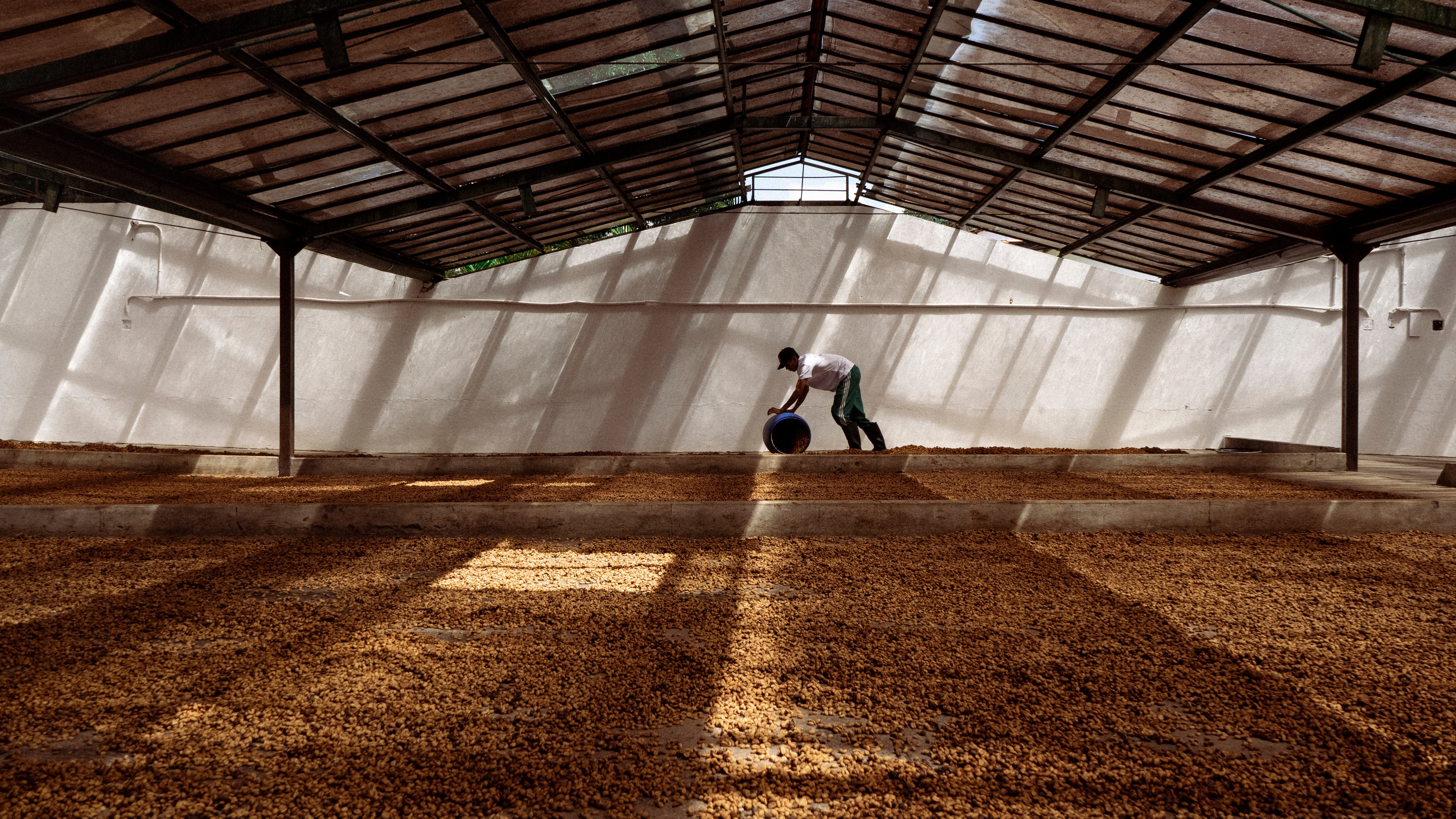 Patios de secado de café en Colombia, finca el placer 