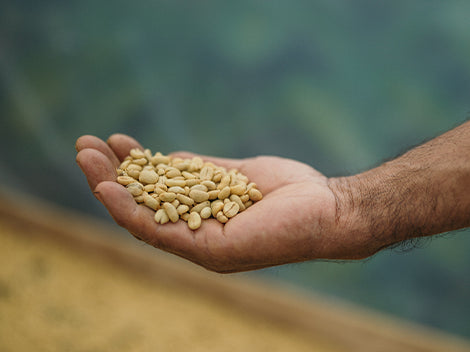 Agricultor nicaragüense enseñado granos de café en pergamino en la finca los papales 