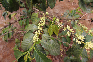 Cafetos floreciendo en la finca gatugi en Kenia 