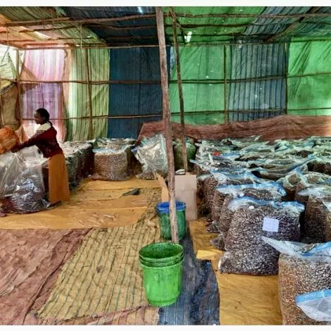 sacos de cerezas de cafe en la estacion de lavado de kochere beloya en etiopia