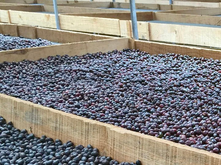 proceso de secado de cerezas de cafe en nicaragua,finca el bosque