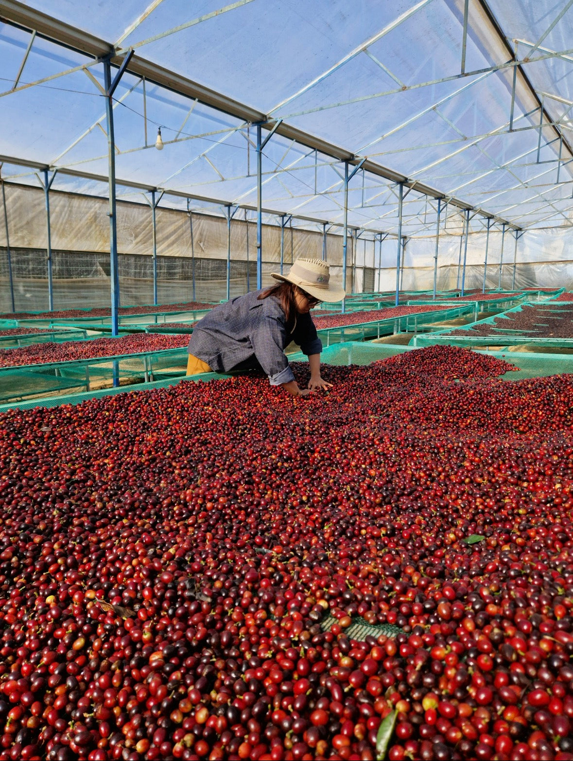 Agricultora de Vietnam removiendo las cerezas de café en la región de dalat, finca mua he 
