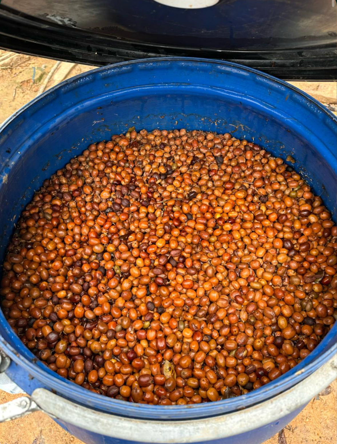 Cerezas de café en tanques de fermentación en Colombia, finca la reserva 