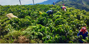 Plantaciones de café en Colombia,
Finca el Miramar 