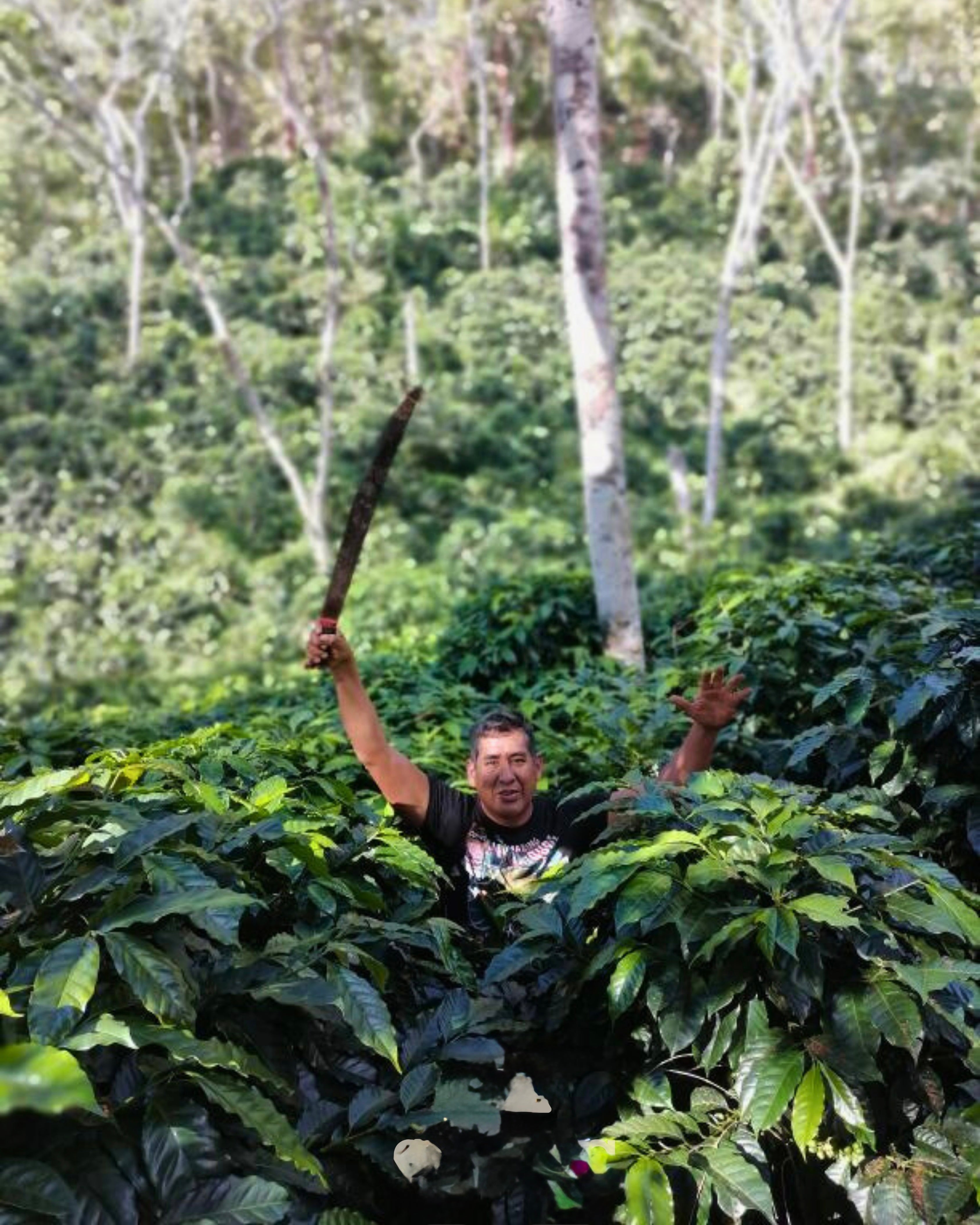 La Despreciada. Café de Perú