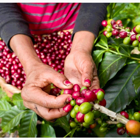 Agricultora de nicaragua seleccionando  cerezas de café maduras 