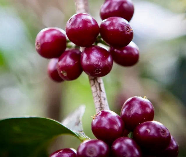 Cerezas de café de la finca ratnagiri en la india 