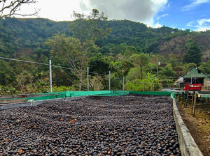 Cerezas de café secándose en camas africanas en Costa Rica 