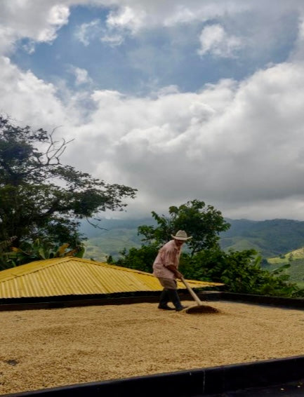 Productor de café en Colombia removiendo los granos de café para obtener un secado uniforme en la finca la sirena 