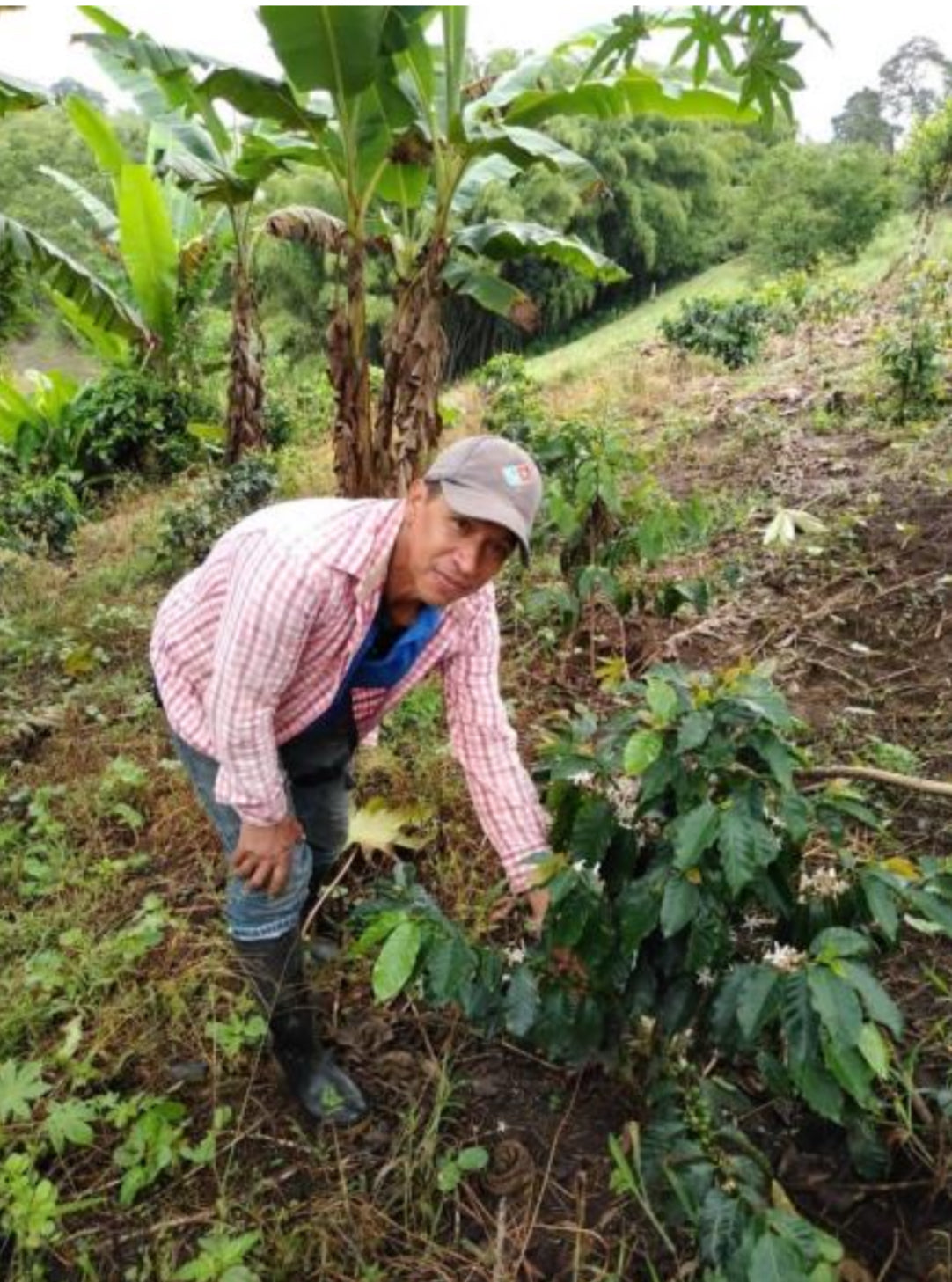 Productor de Colombia junto a los arbustos de café en Colombia finca belen en la región de quindio 