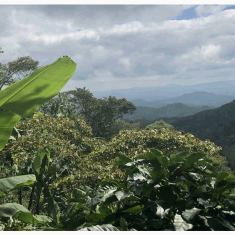 plantacion de cafe en nicaragua, finca el bosque