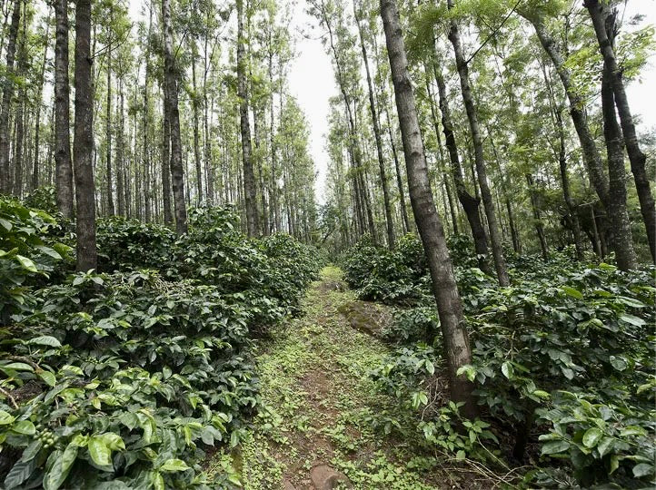 plantacion de cafe en la india, finca pearl mountain