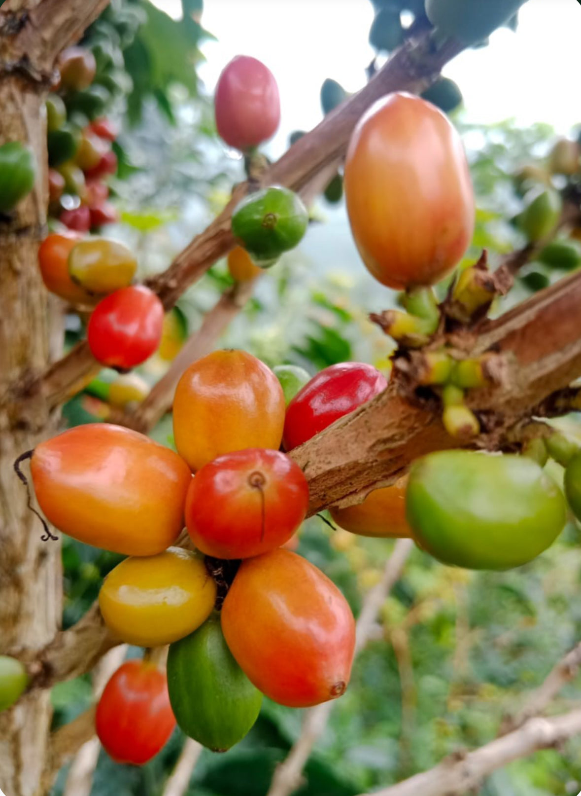 Cerezas de café de la variedad papayo en Colombia finca la Reserva 