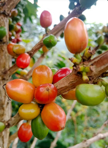 Cerezas de café de la variedad papayo en Colombia finca la Reserva 