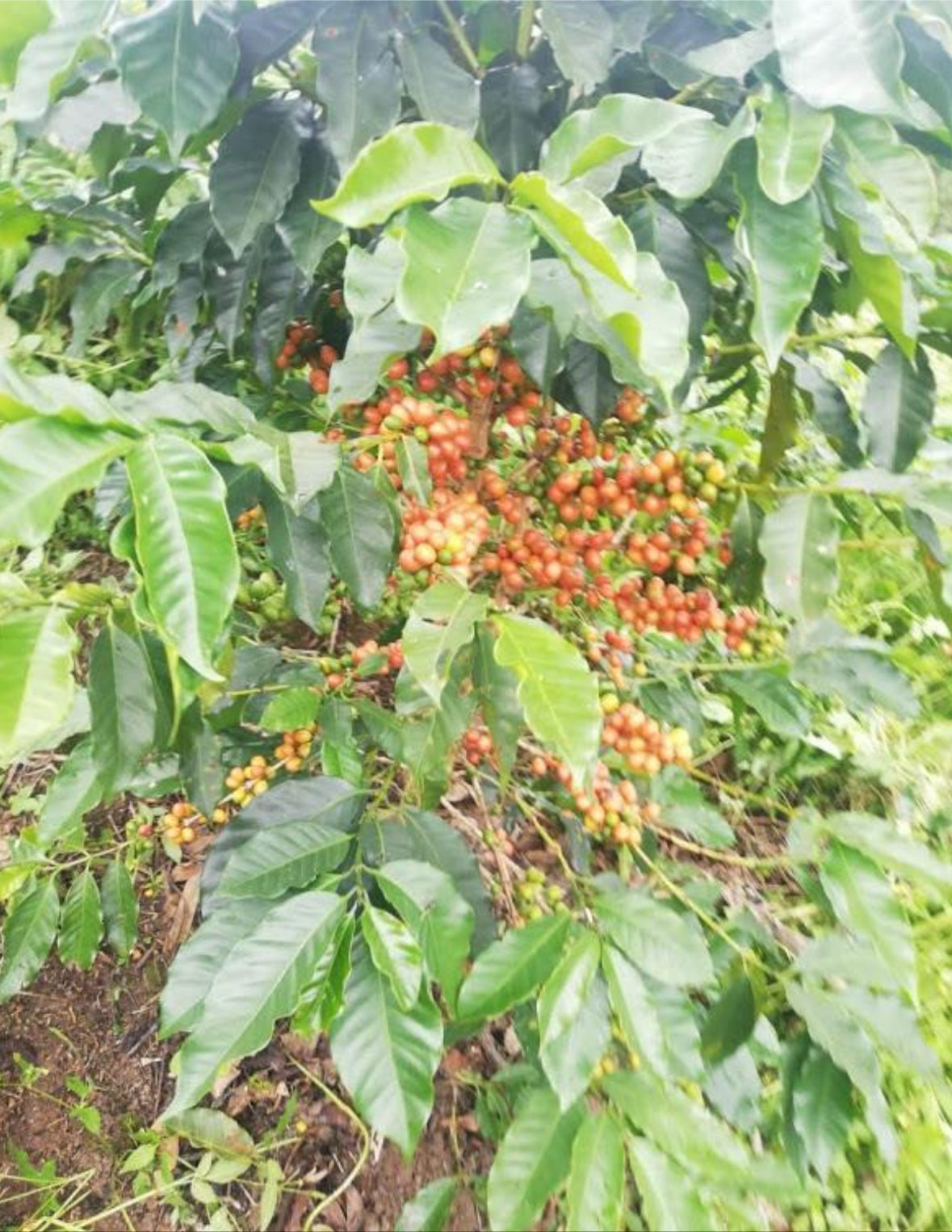 Arbusto de café en Colombia finca belen en la región de quindio 