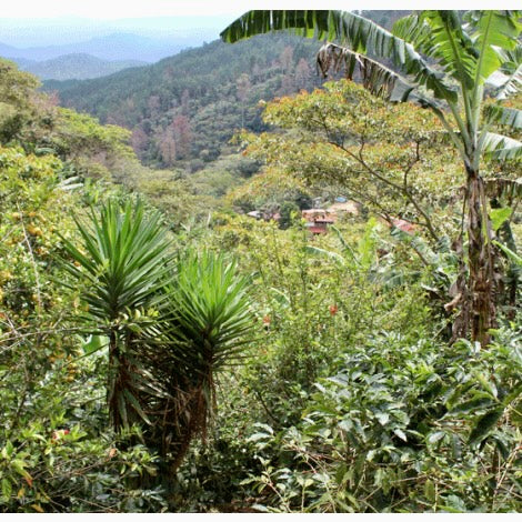 Plantación de café en nicaragua, finca el cedro 