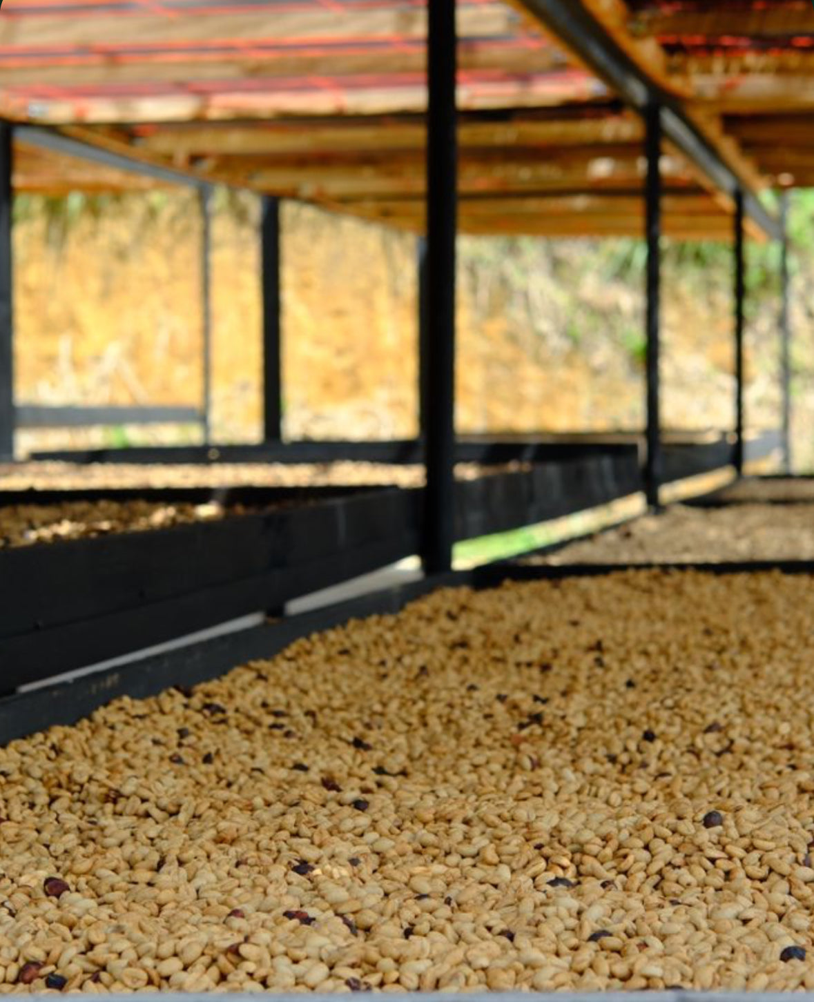 Café secándose en camas africanas en Colombia finca la reserva 