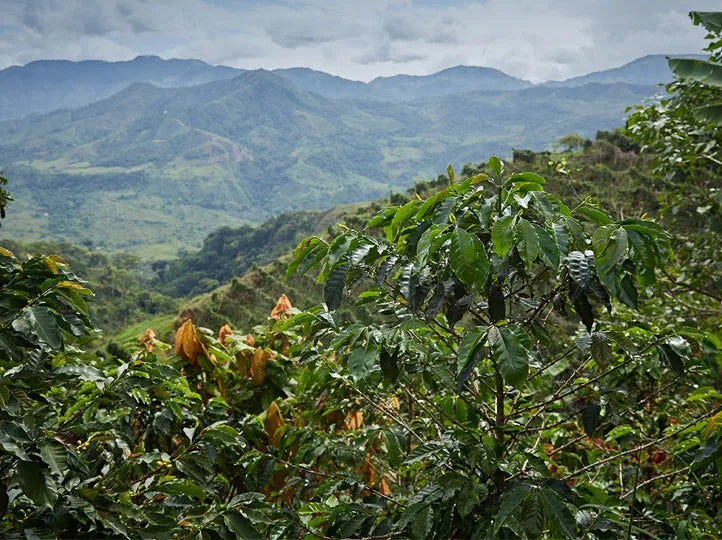 Plantación de café en Colombia, finca la pradera 