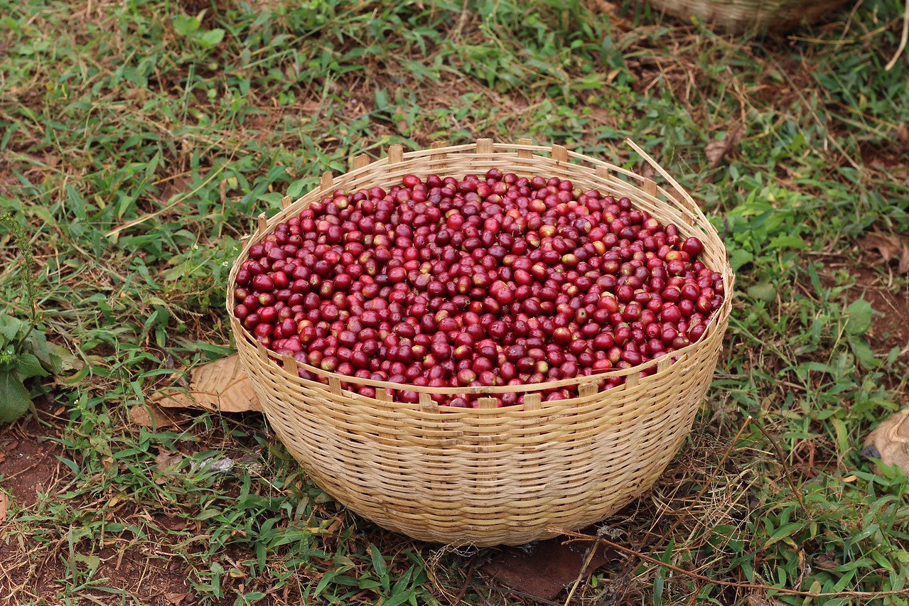 Canasto de cerezas recién recolectadas en Etiopía en la región de sidama 