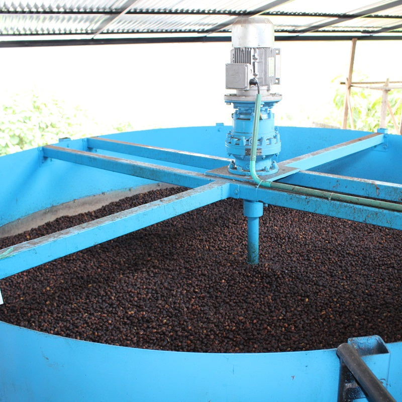 Cerezas de café secándose en la finca el vergel en Colombia, región de Caldas 