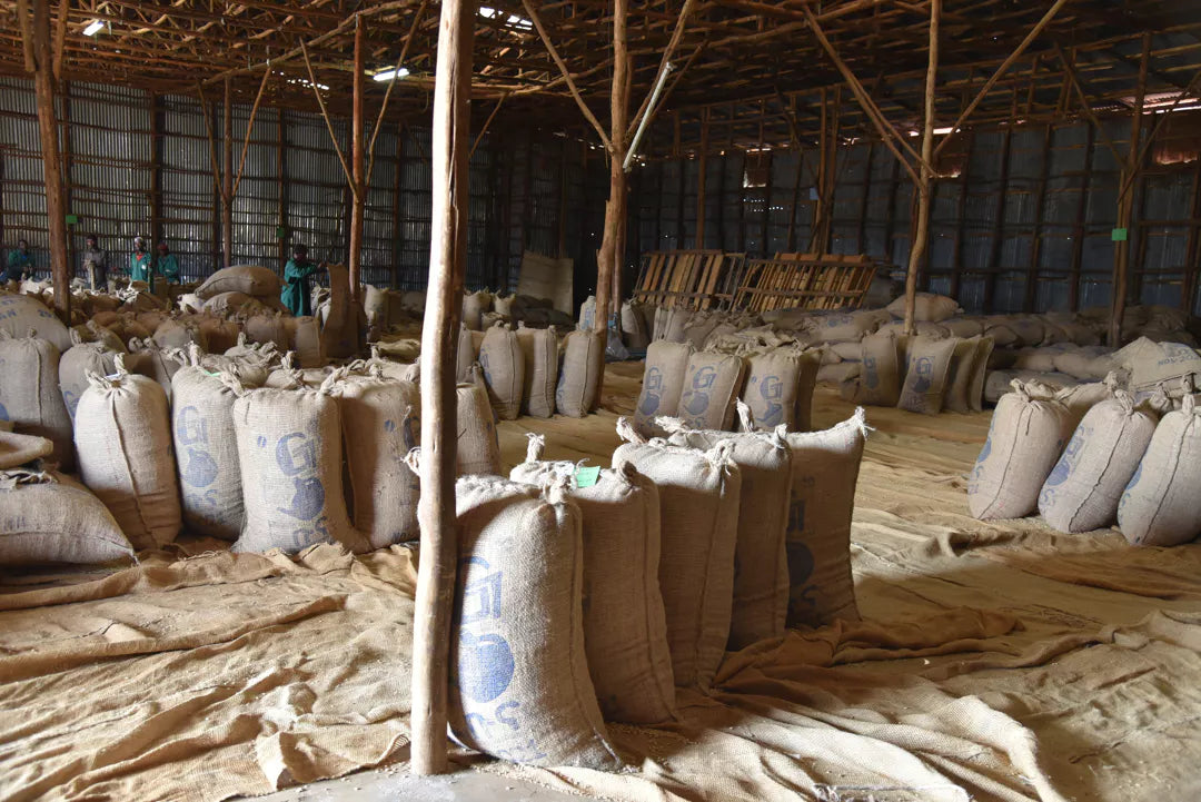 Sacos de café listos para su exportación en Etiopía, finca chelchele en la región de yorgacheffee.