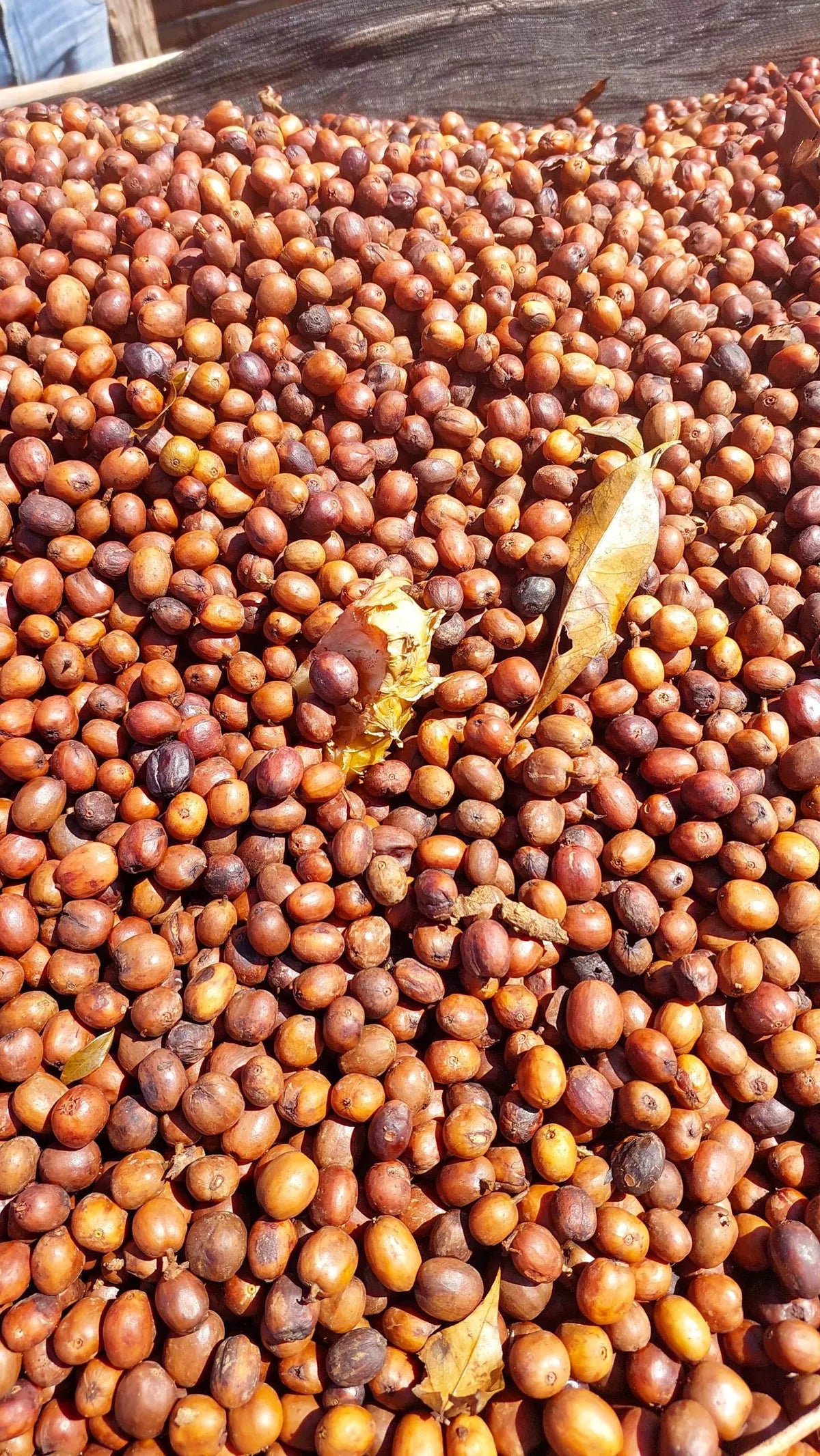 Cerezas de café secándose en chelchele en Etiopía,
Región de yirgacheffe, 