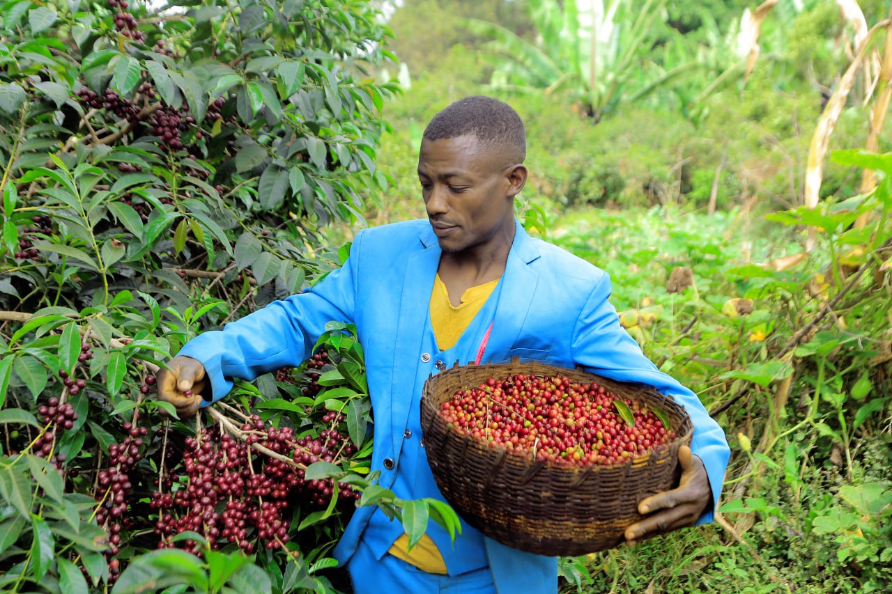 Agricultor Etíope recogiendo cervezas maduras de café en Etiopía en la región de yirgacheffe, finca banko chelchele 