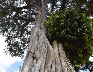Árbol de café en Etiopía en la región de yirgacheffe 