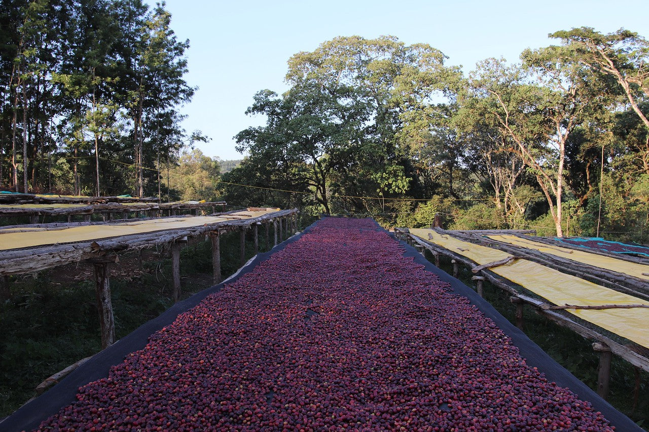 Cerezas de café secándose en camas africanas en Etiopía 