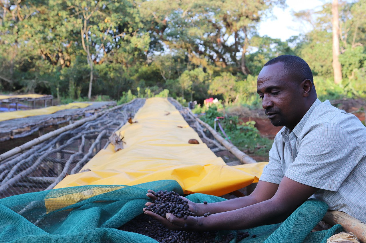 Mustefa Abakeno en su finca enseñando las cerezas de café de proceso natural 