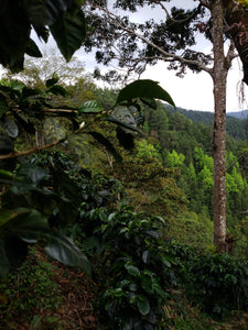 Plantación de café en Nicaragua, finca la libertad 