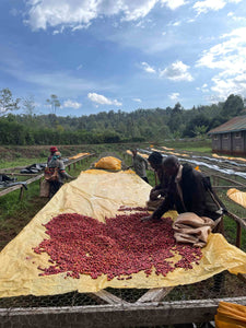 Agricultores de la finca ichamama en Kenia removiendo las cerezas de café para un secado óptimo 