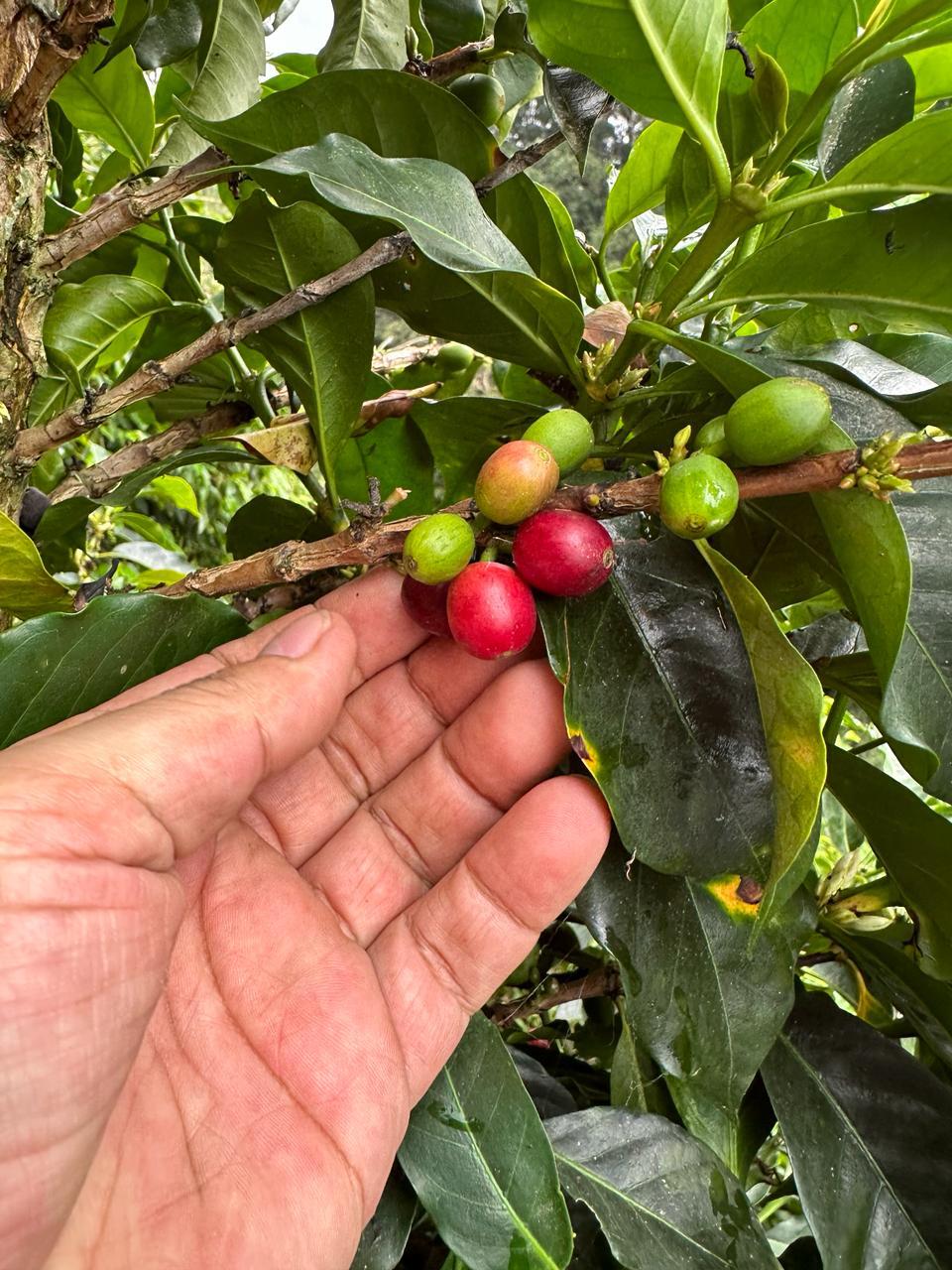 Cerezas de café en la finca la reserva en Colombia 