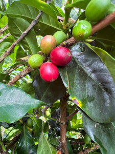 Cerezas de café de la variedad bourbon lychee en Colombia 