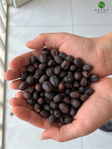 Cercas de café en la finca Satus en Colombia, variedad bourbon ají 