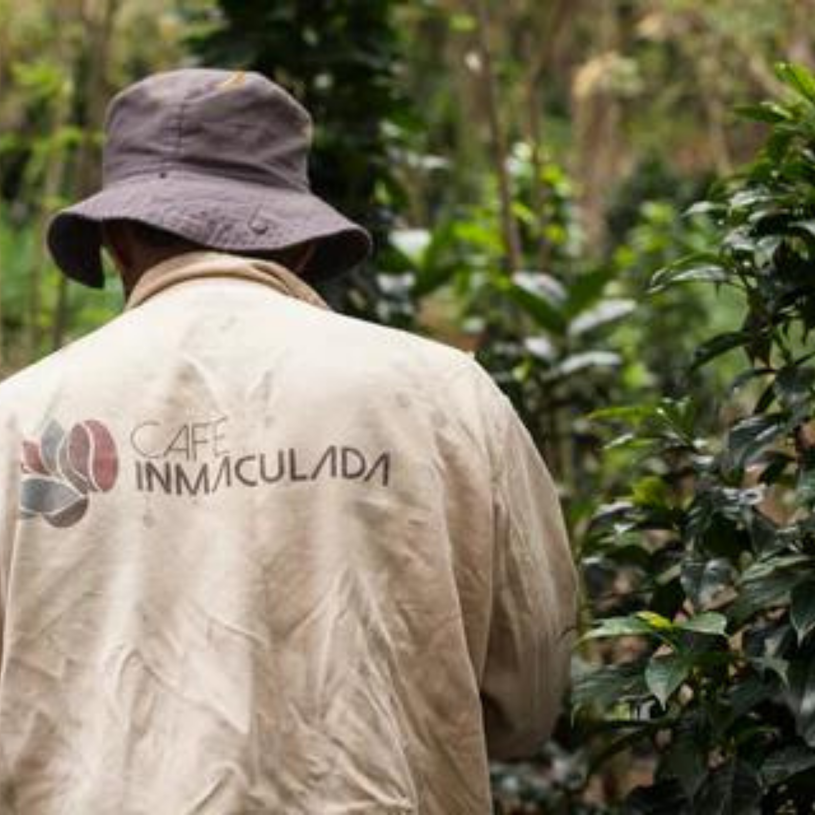 Agricultor colombiano de la finca inmaculada en Colombia en la región de Cauca 