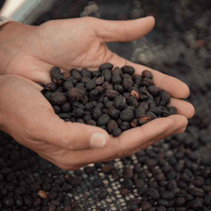 Manos de agricultor colombiano en la finca inmaculada, enseñando granos de café 