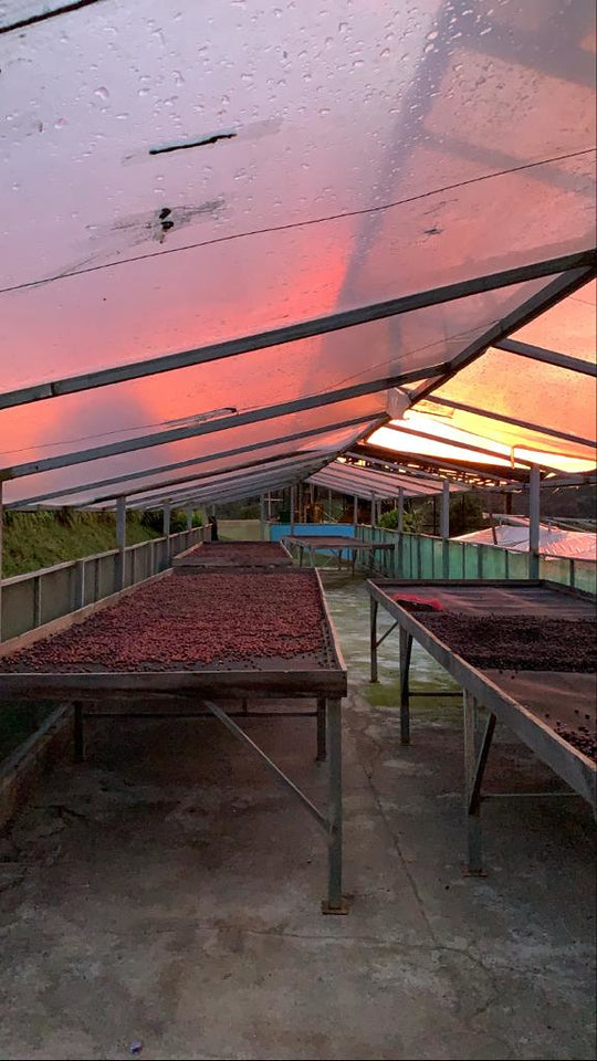 Cerezas de café secándose en camas africanas en la finca arias en Costa Rica en la región las mellizas 