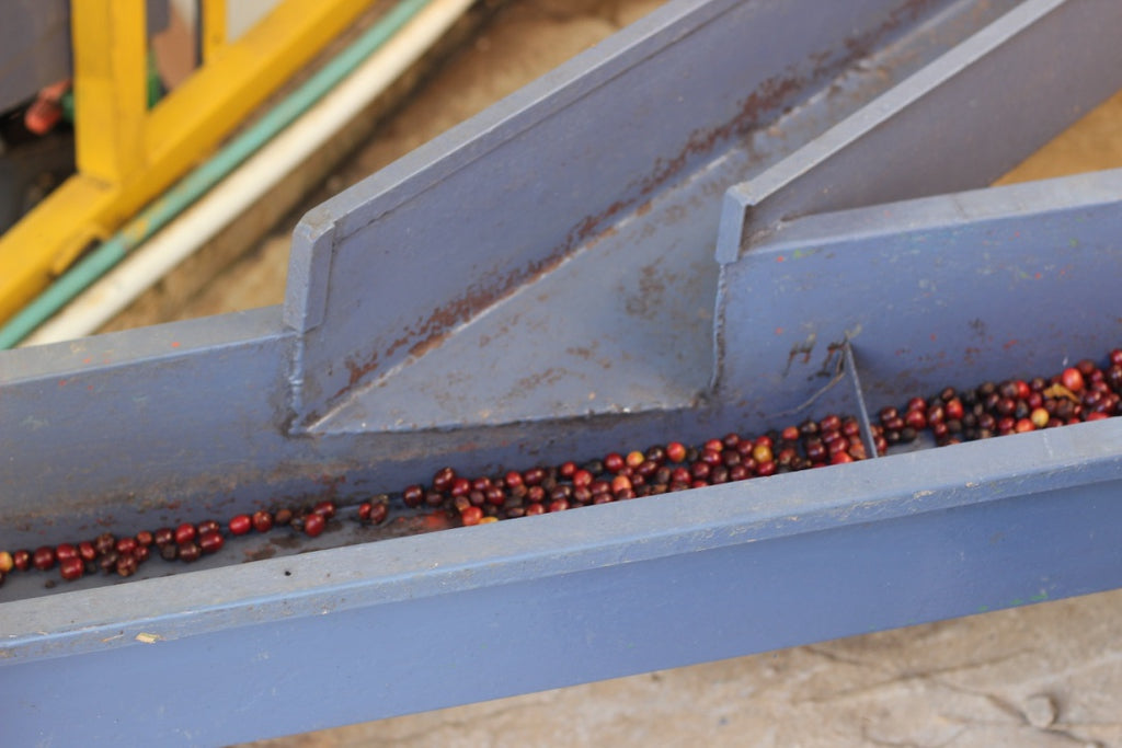 Cerezas de café en canal después de lavarse y clarificarse 