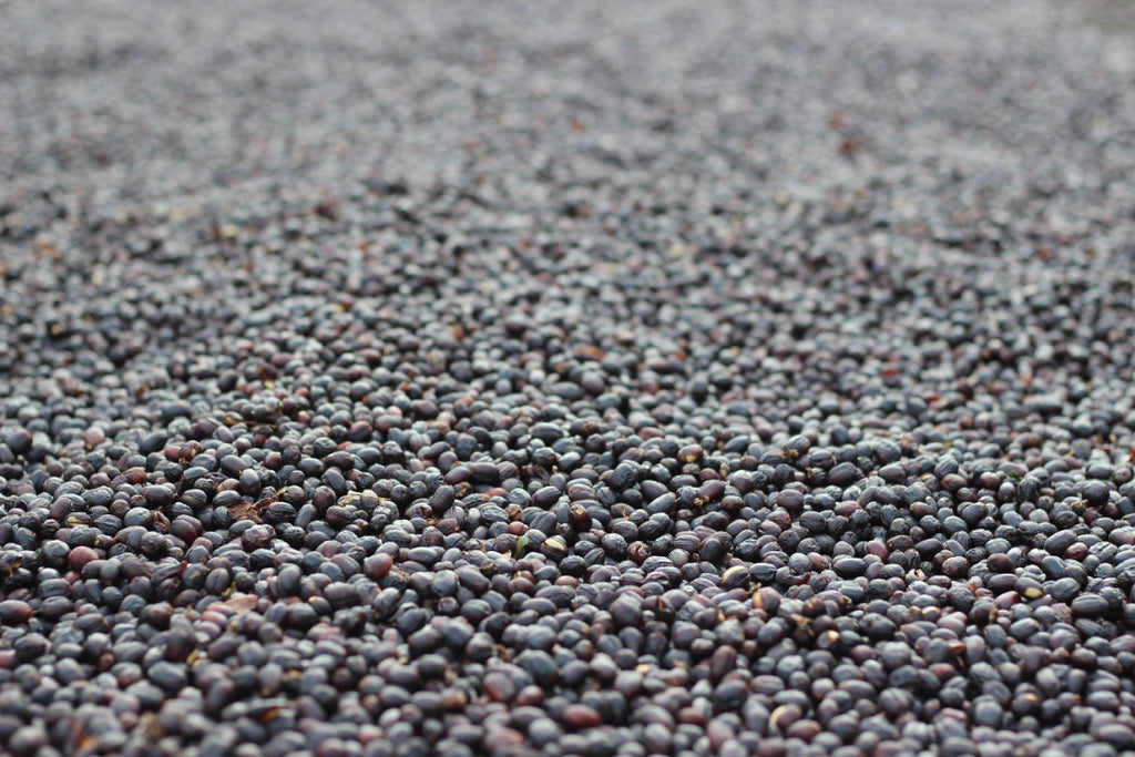 Cerezas de café en Costa Rica, región las mellizas , finca arias 