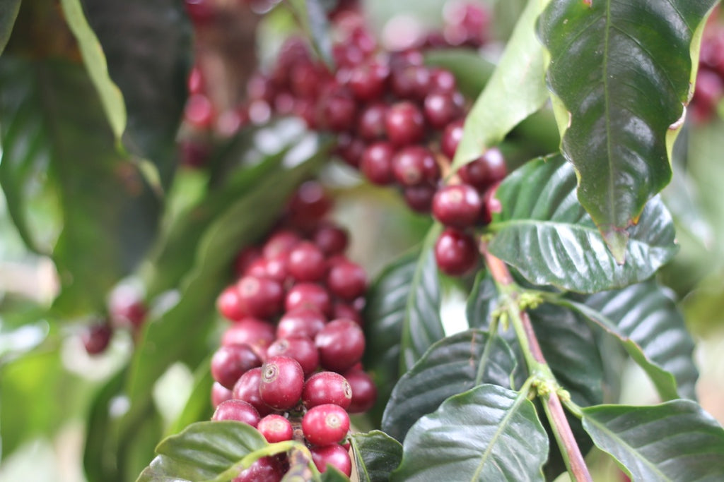Cerezas de café en Costa Rica, región las mellizas en la finca arias 