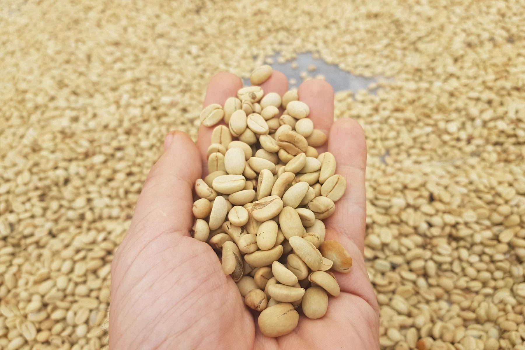 Granos de café en pergamino en la finca lang biang en Vietnam 