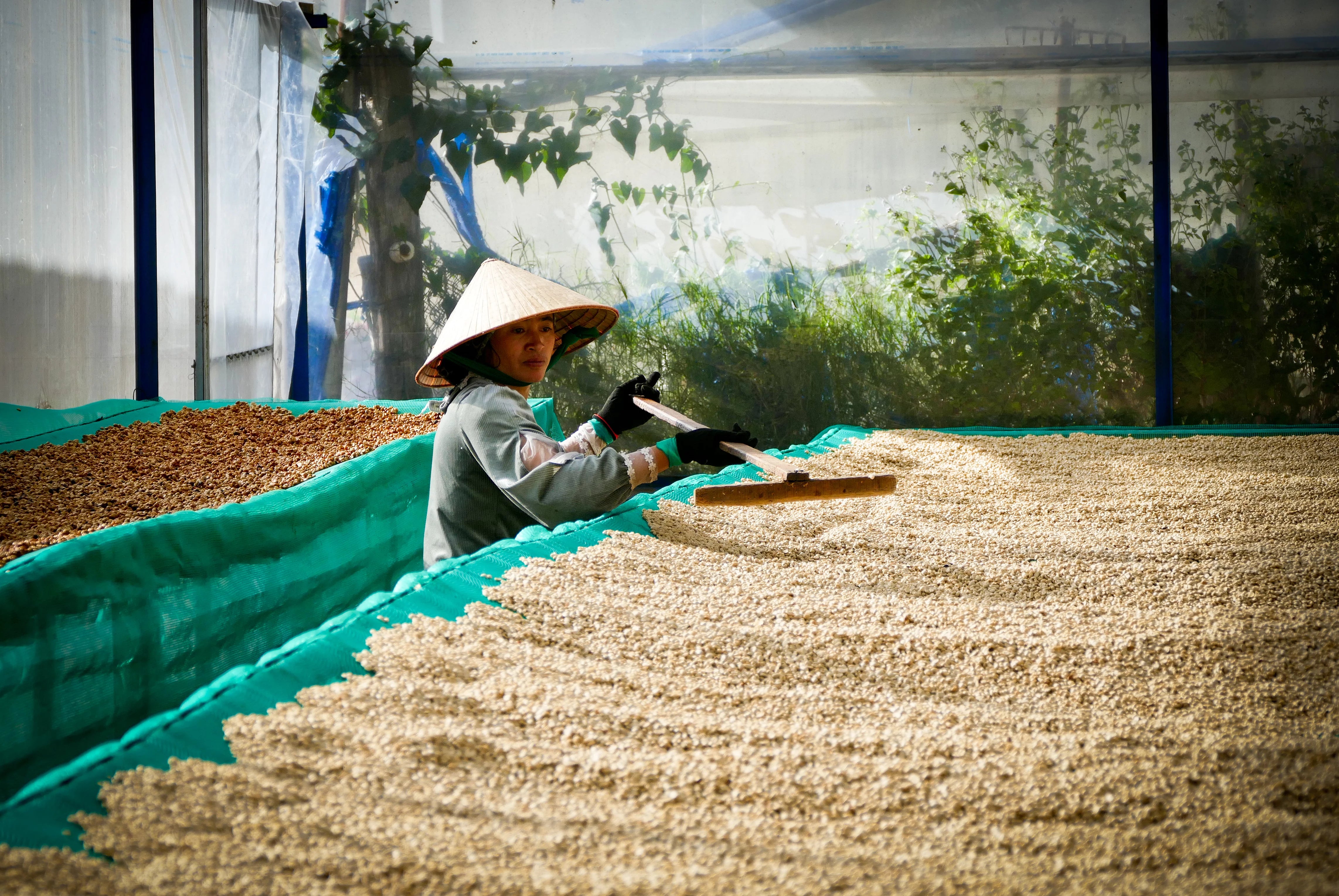 Agricultor de Vietnam en la
Región de Dalat removiendo las cerezas de café en pergamino en lang biang 