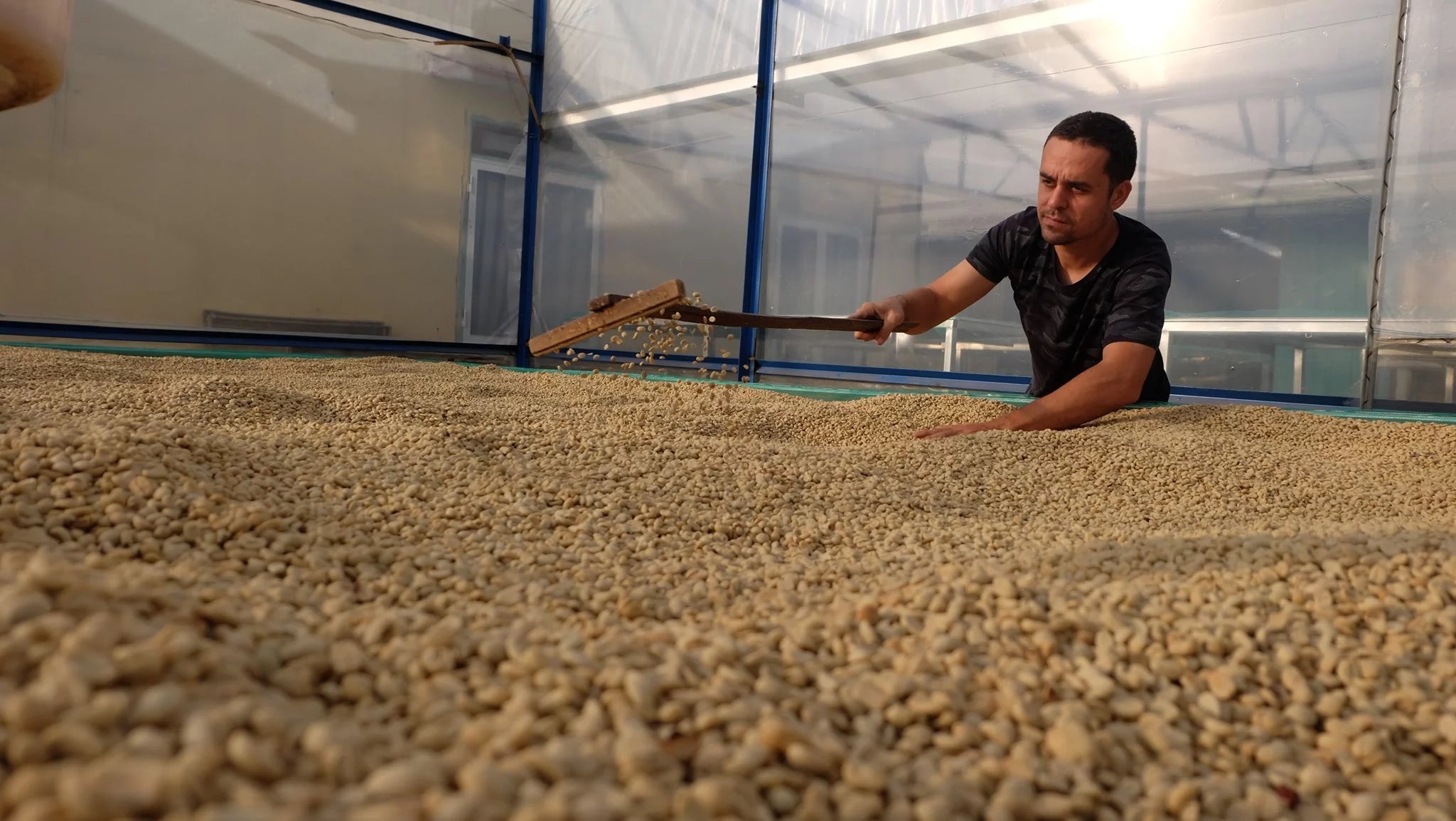 Lim removiendo los granos de café en camas africanas en su finca lang biang en Vietnam 