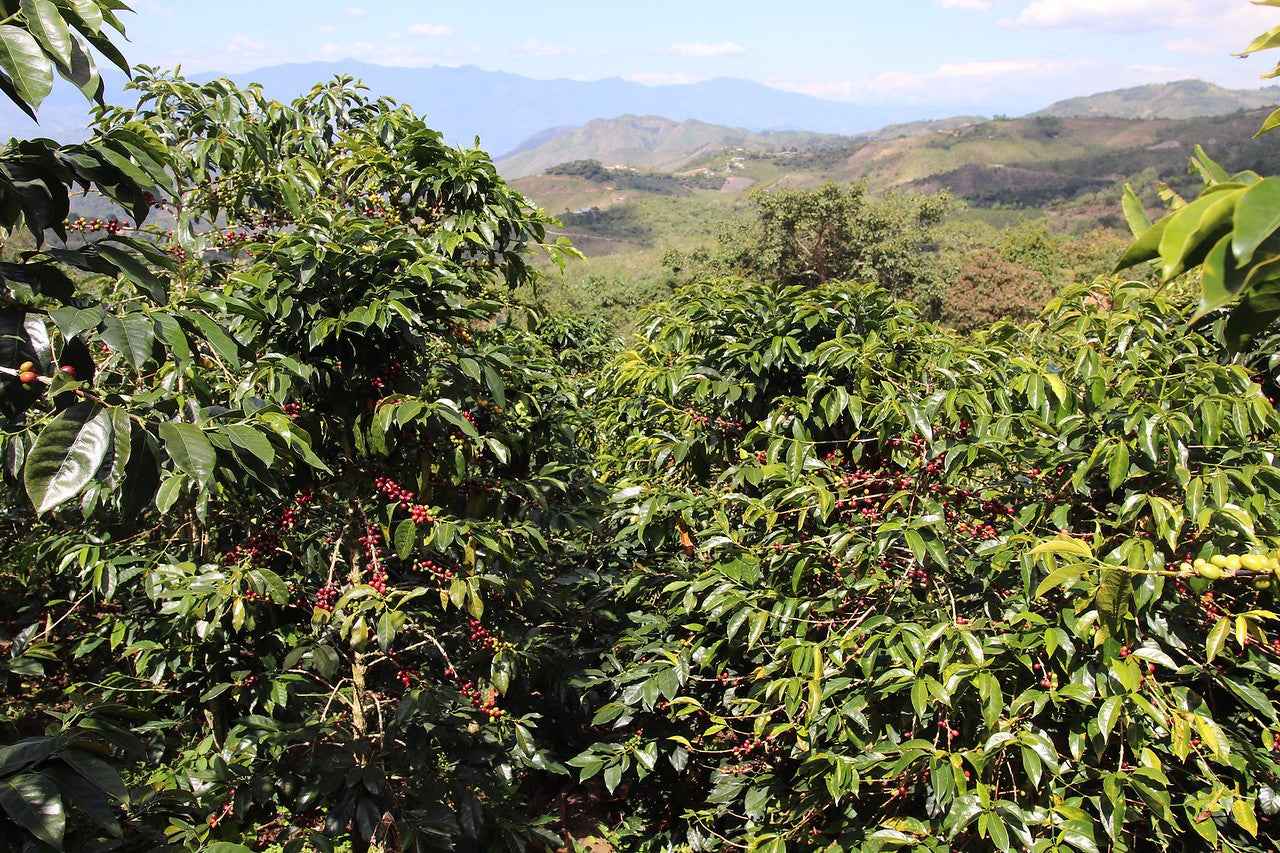 Arbustos de café en peru finca osopen 