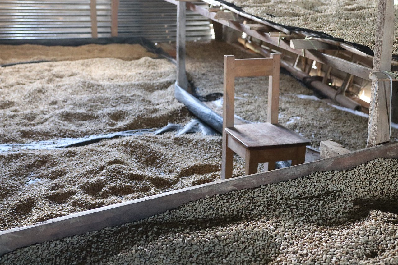 Granos de café secándose en camas africanas en Peru en la finca osopen 